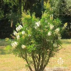 Callistemon Snow Burst