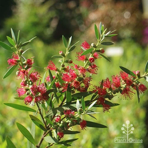 Callistemon Taree Pink - Image 6