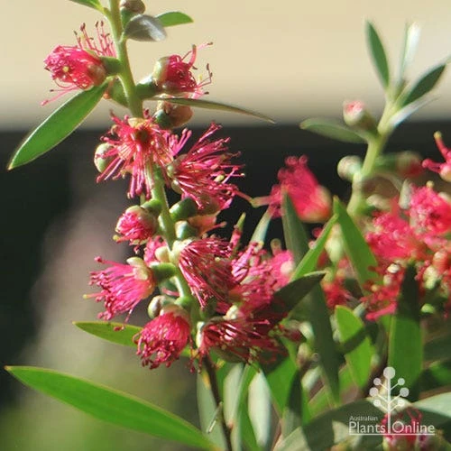 Callistemon Taree Pink - Image 3