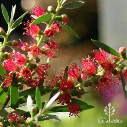 Callistemon Taree Pink - Image 7