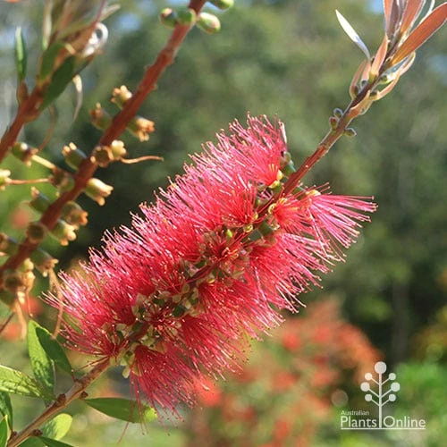 Callistemon Candy Burst - Image 8