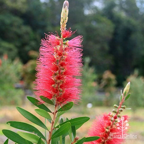 Callistemon Candy Burst - Image 13
