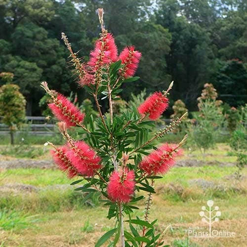 Callistemon Candy Burst - Image 10
