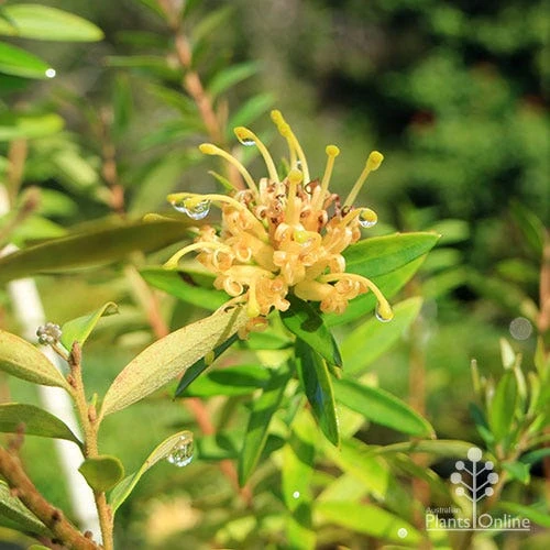 Grevillea Canterbury Gold - Image 3