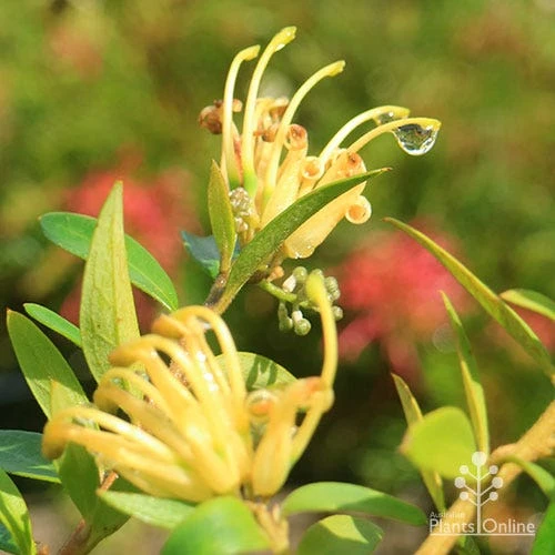 Grevillea Canterbury Gold - Image 8