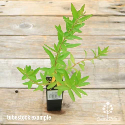 Grevillea Canterbury Gold - Image 2