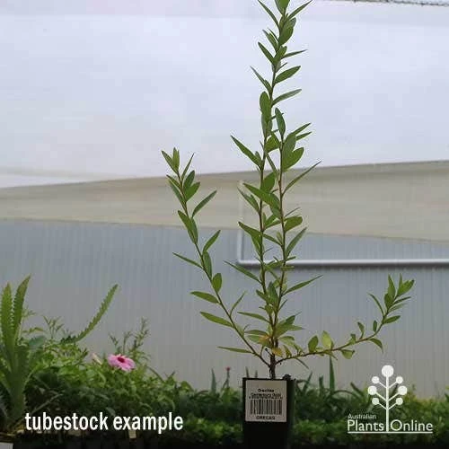 Grevillea Canterbury Gold - Image 5