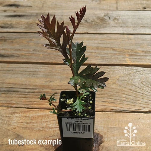 Grevillea Carpet Layer - Image 10