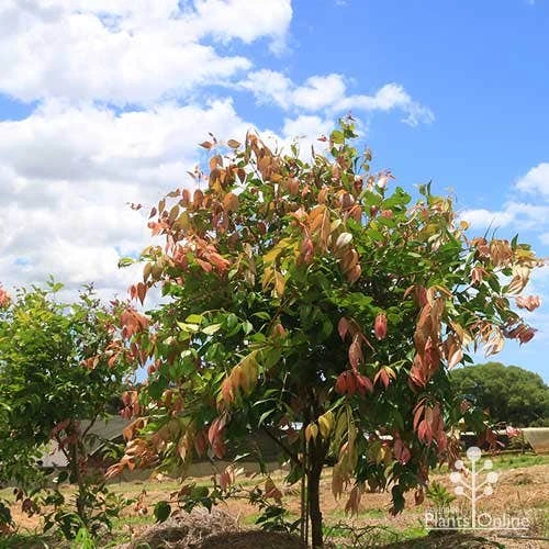 Syzygium Cascade - Lilly Pilly - Image 15