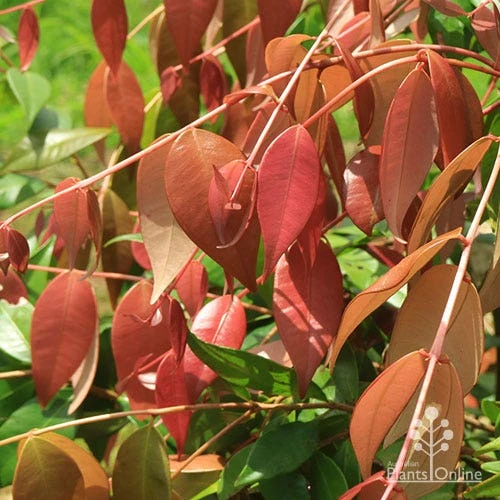 Syzygium Cascade - Lilly Pilly - Image 8