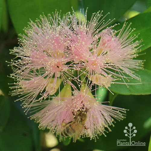 Syzygium Cascade - Lilly Pilly - Image 4