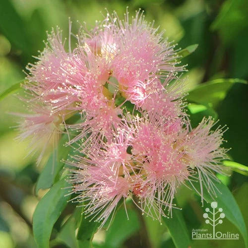 Syzygium Cascade - Lilly Pilly - Image 7