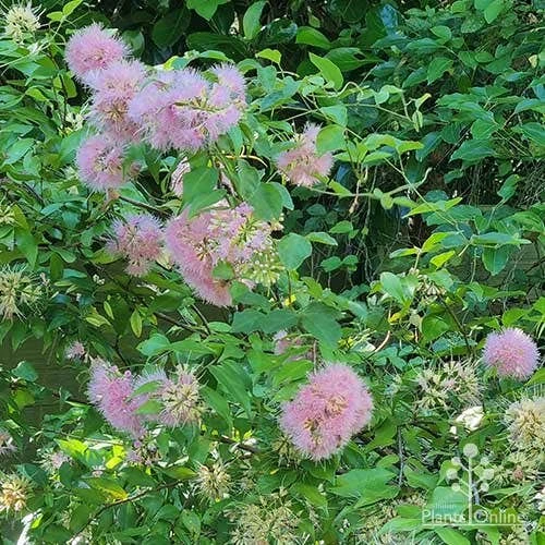 Syzygium Cascade - Lilly Pilly - Image 9