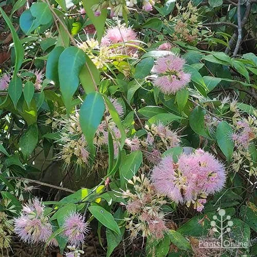 Syzygium Cascade - Lilly Pilly - Image 12