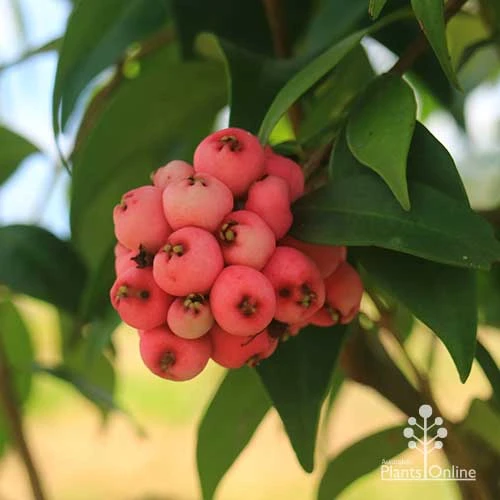 Syzygium Cascade - Lilly Pilly - Image 6