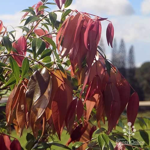 Syzygium Cascade - Lilly Pilly - Image 13