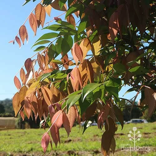 Syzygium Cascade - Lilly Pilly - Image 5