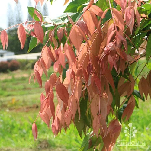 Syzygium Cascade - Lilly Pilly - Image 2