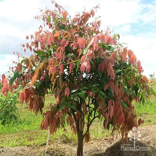 Syzygium Cascade - Lilly Pilly - Image 10