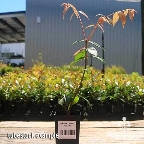 Syzygium Cascade - Lilly Pilly - Image 3