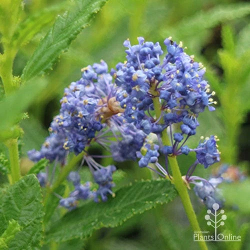 Ceanothus Blue Pacific - Californian Lilac - Image 13