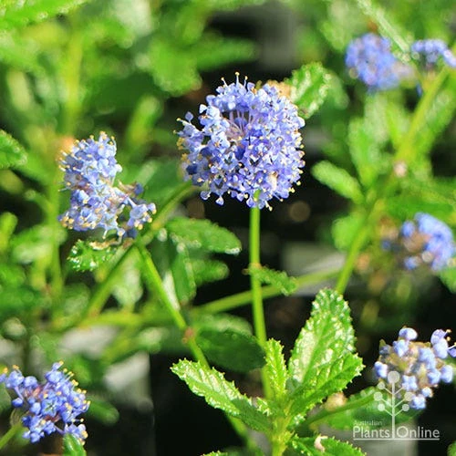 Ceanothus Blue Pacific - Californian Lilac - Image 5