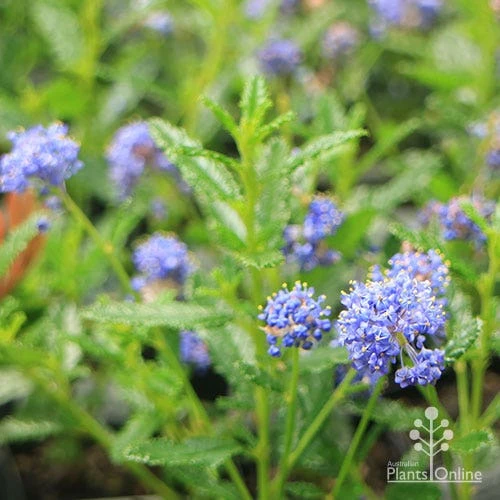 Ceanothus Blue Pacific - Californian Lilac - Image 11