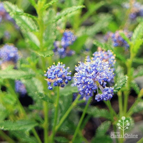 Ceanothus Blue Pacific - Californian Lilac - Image 8