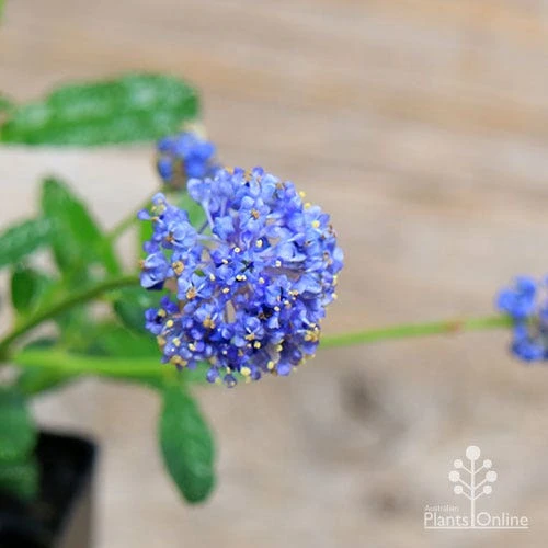 Ceanothus Blue Pacific - Californian Lilac - Image 3
