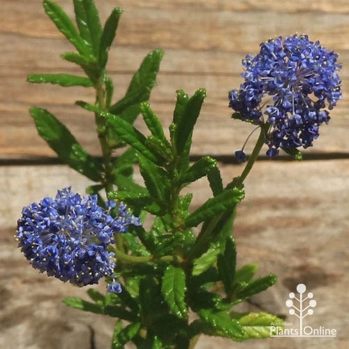 Ceanothus Blue Pacific - Californian Lilac - Image 6