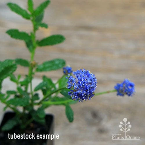 Ceanothus Blue Pacific - Californian Lilac - Image 9