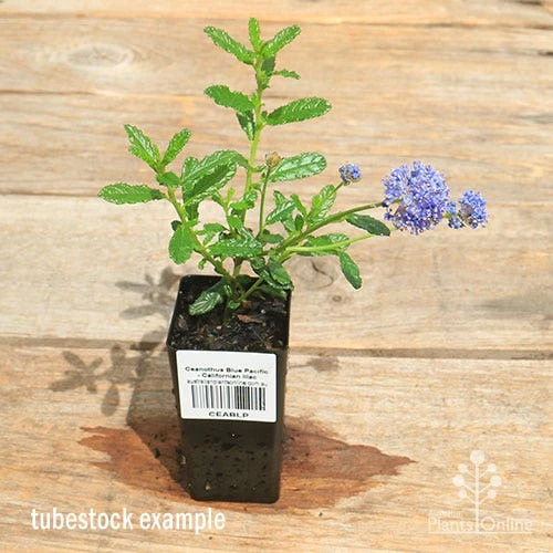 Ceanothus Blue Pacific - Californian Lilac - Image 2