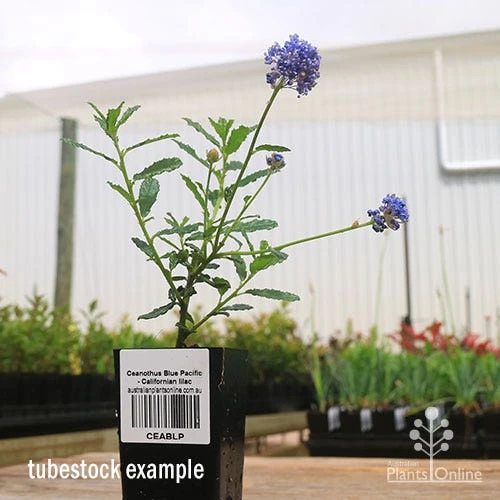 Ceanothus Blue Pacific - Californian Lilac - Image 10
