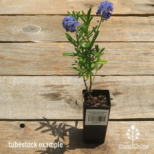 Ceanothus Blue Pacific - Californian Lilac - Image 14