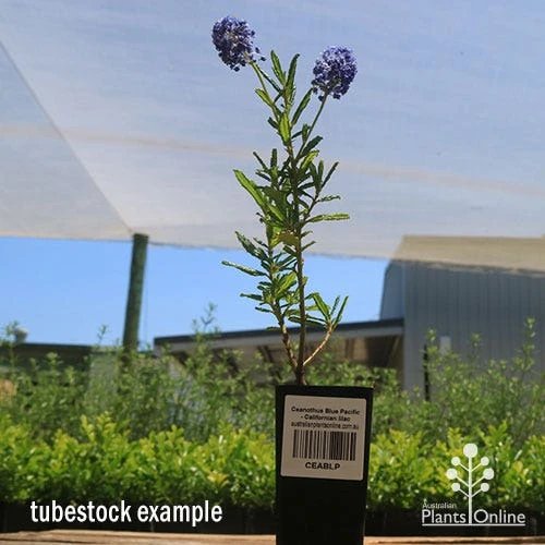 Ceanothus Blue Pacific - Californian Lilac - Image 7