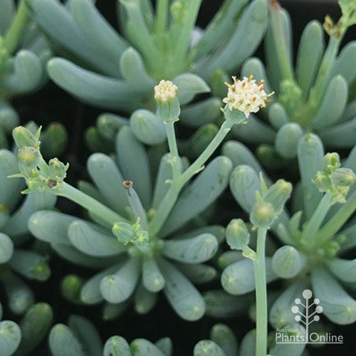 Senecio Chalk Sticks - Succulent - Image 13
