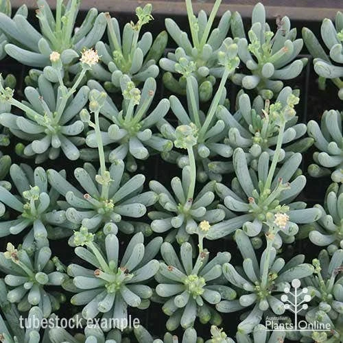 Senecio Chalk Sticks - Succulent - Image 4