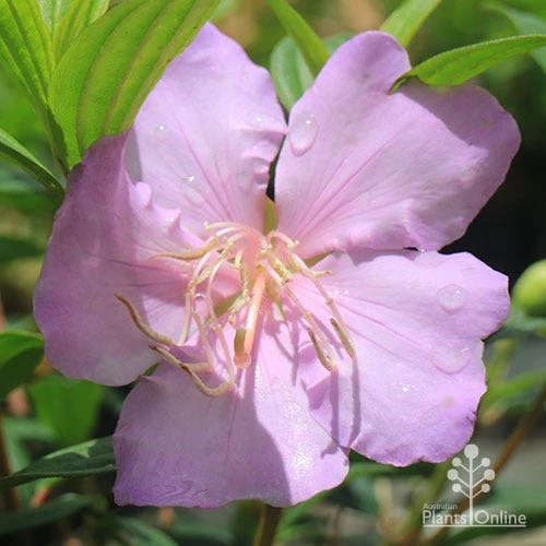 Tibouchina Chameleon - Image 12