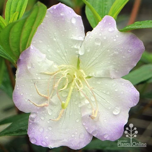 Tibouchina Chameleon - Image 11