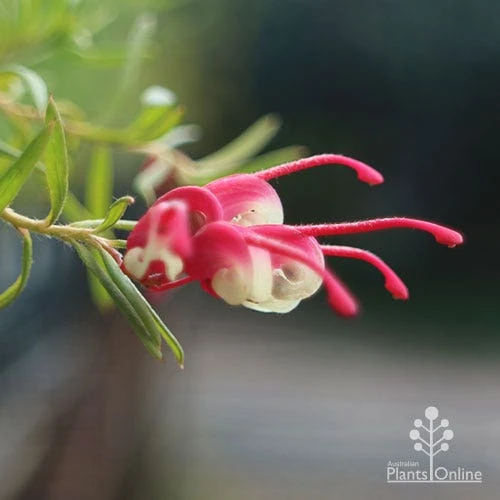 Grevillea Cherry Ripe - Image 5