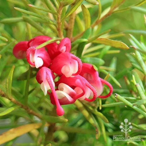 Grevillea Cherry Ripe - Image 7