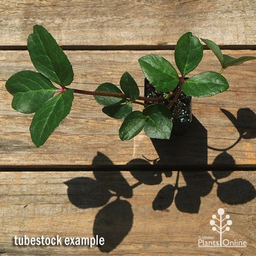 Hellebore Cinnamon Snow - Winter Rose - Image 2