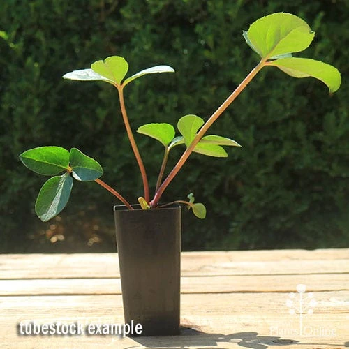 Hellebore Cinnamon Snow - Winter Rose - Image 5