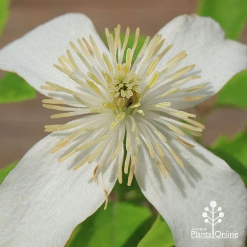 Clematis Montana Alba - Image 5