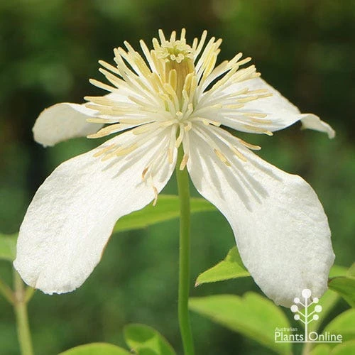 Clematis Montana Alba - Image 3