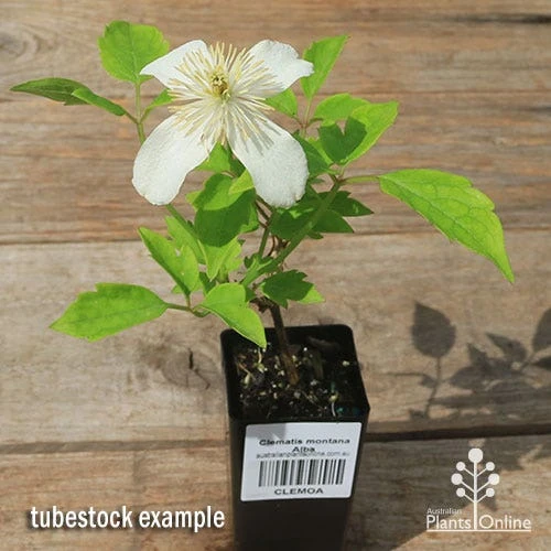 Clematis Montana Alba - Image 9
