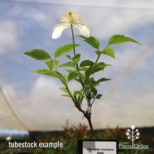 Clematis Montana Alba - Image 7