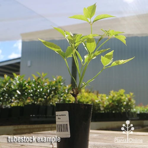 Clematis Montana Alba - Image 10