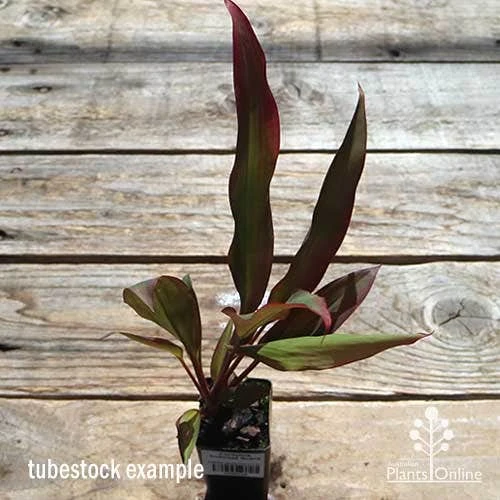 Cordyline Fruticosa Rubra - Image 5