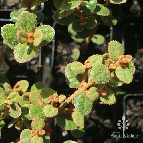 Correa Nummulariifolia - Roundleaf Correa - Image 7